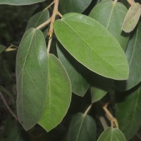 Ficus mollis Vahl